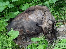 Горный зубр 001